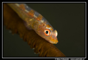 goby on whip coral. No crop by Miro Polensek 